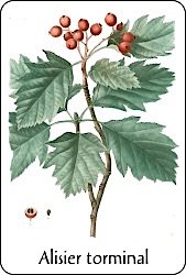 Planche de botanique représentant un alisier torminal