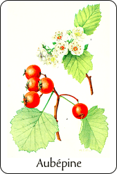 Planche de botanique représentant une aubépine