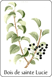 Planche de botanique représentant un cerisier de Sainte Lucie