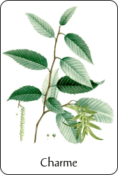 Planche de botanique représentant un charme
