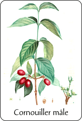 Planche de botanique représentant un cornouiller mâle