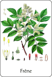 Planche de botanique représentant un frêne