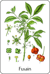 Planche de botanique représentant un fusain (arbre)
