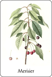 Planche de botanique représentant un merisier
