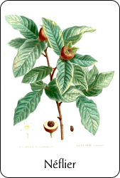 Planche de botanique représentant un néflier