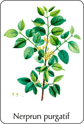 Planche de botanique représentant un nerprun purgatif