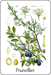 Planche de botanique représentant un prunellier