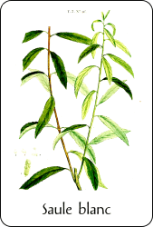 Planche de botanique représentant un saule blanc