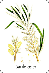 Planche de botanique représentant un saule osier