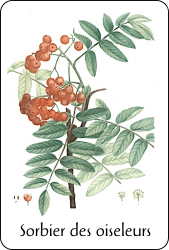 Planche de botanique représentant un sorbier des oiseleurs
