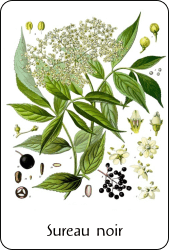 Planche de botanique représentant un sureau
