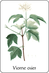 Planche de botanique représentant une viorne osier